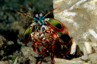 Smasher mantis shrimp , Odonthodactylus latirostris