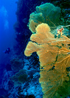 Palau & Yap Rifopnames