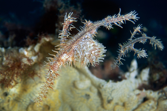 Ornate ghost pipefish Solenostomus paradoxus