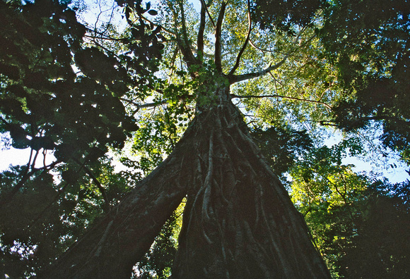 Gigantische eewenoude bomen domineren