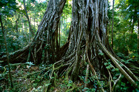 Tenkoko nature reserve ; een laatste stukje oerwoud