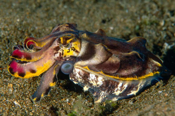 Flamboyant cuttlefish , Metasepia pfefferi