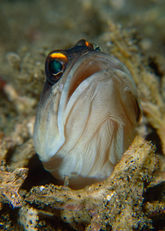 Jawfish
