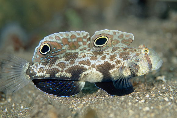 crab-eyed goby
