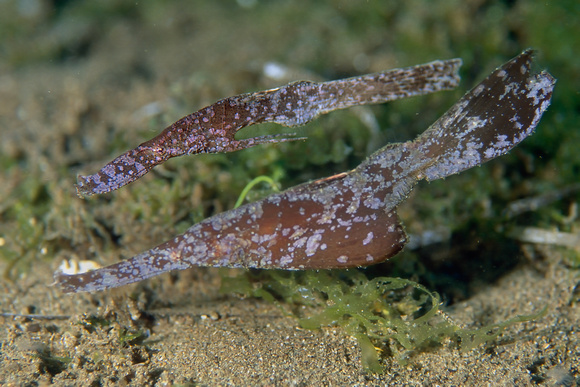Robust ghost pipefish Solenostomus cyanopterus , het kleintje is het mannetje.
