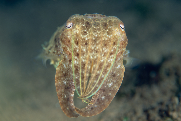 Broadclub cuttlefish , Sepia latimanus
