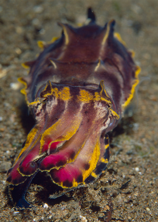 Flamboyant cuttlefish , Metasepia pfefferi