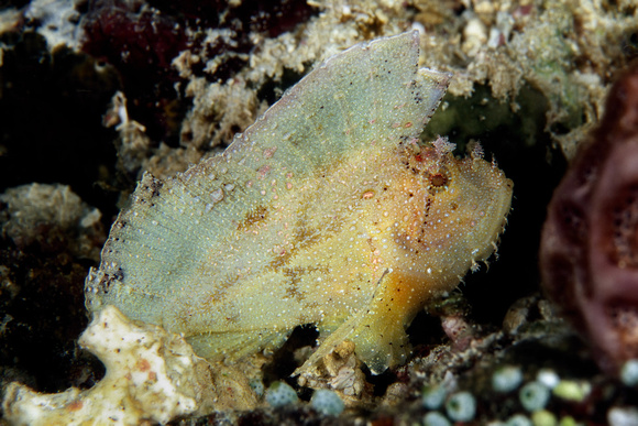 Scorpion leaf fish Taenianothus triacanthus